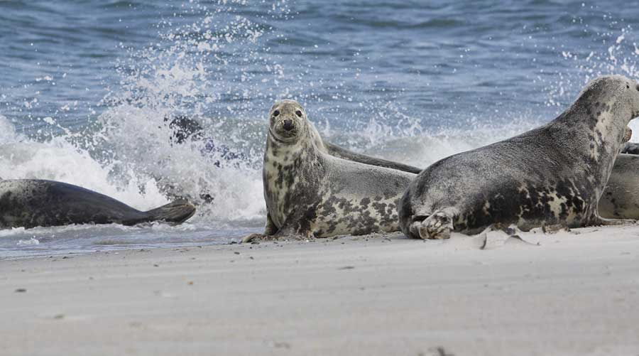 Seehunde und Kegelrobben vor Amrum und Föhr