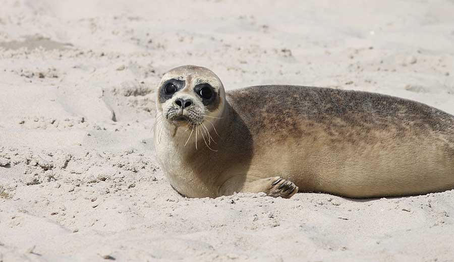 Seehunde an der Nordsee Heuler