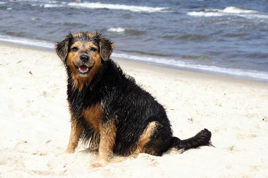 Schleswig-Holstein im Winter mit Hund